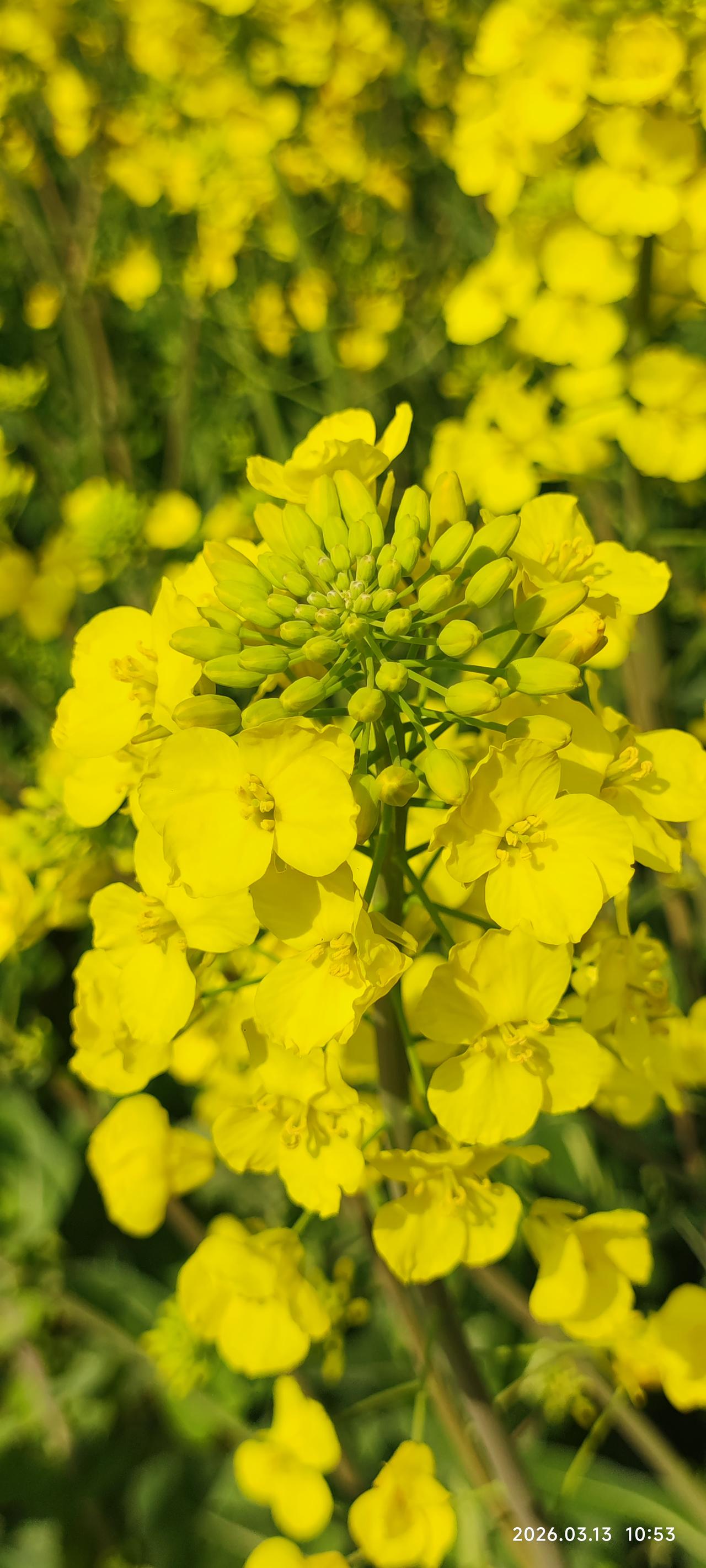 你相册里最近一次的植物的照片