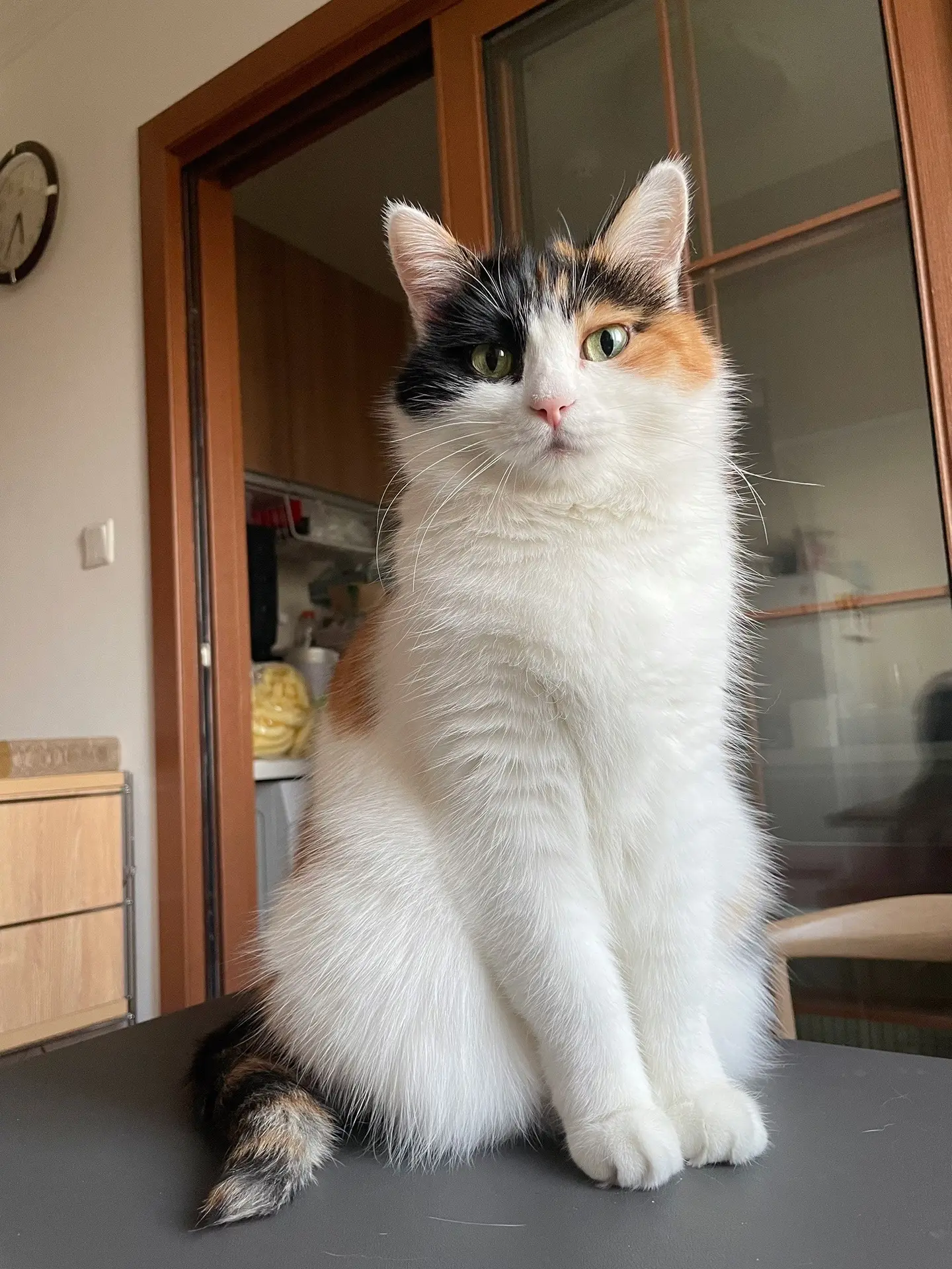 晒过的毛毛香喷喷。