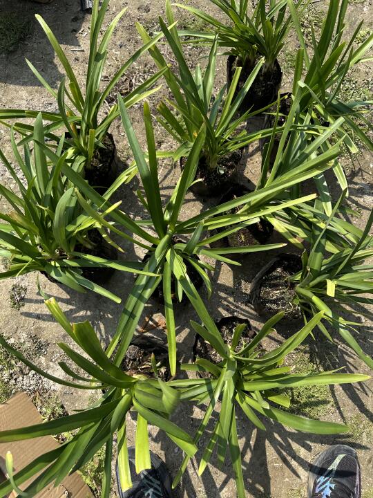 植物开箱·百子莲