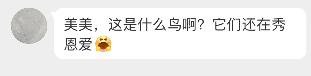#鸟粉投稿# 窗外贴贴的红耳鹎bēi它们是同一窝的宝宝 ​​​