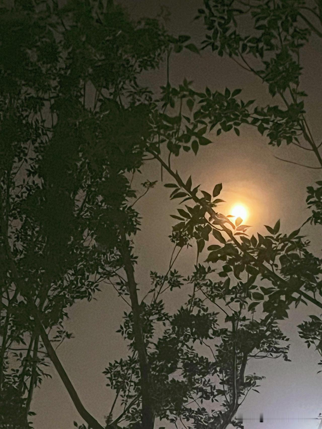 夏日里的月亮，尤其美丽。