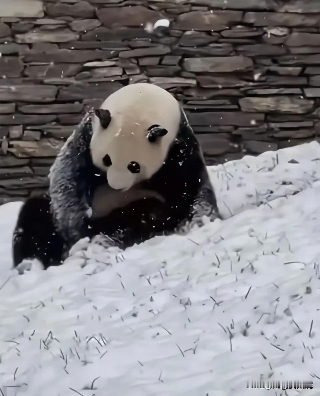 我们小奇迹真是聪明。下大雪了，小家伙怕冻着小铃铛，一边玩，一边用手护着。

看小