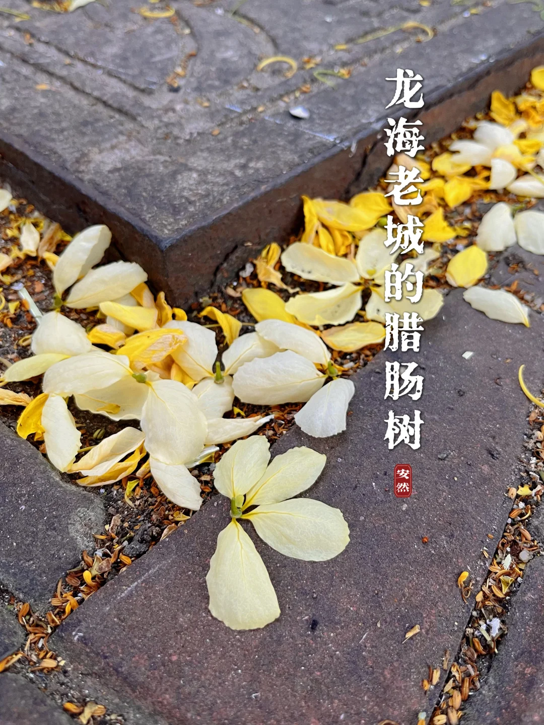 随拍 ｜ 龙海石码老城区的灿烂腊肠树