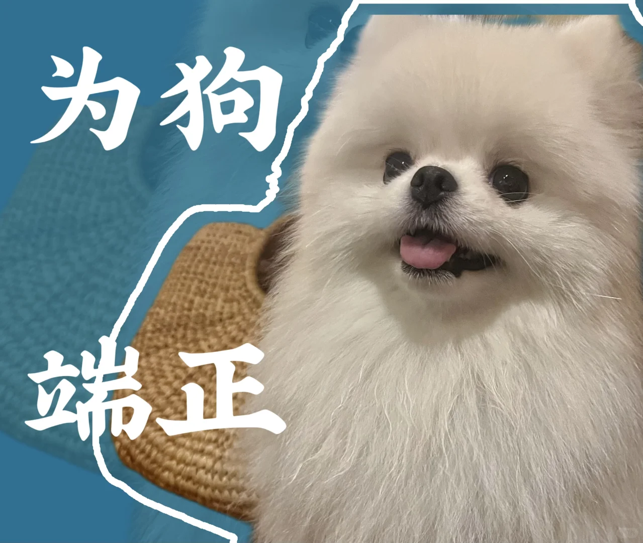 超乖的博美崽崽蹲姨姨