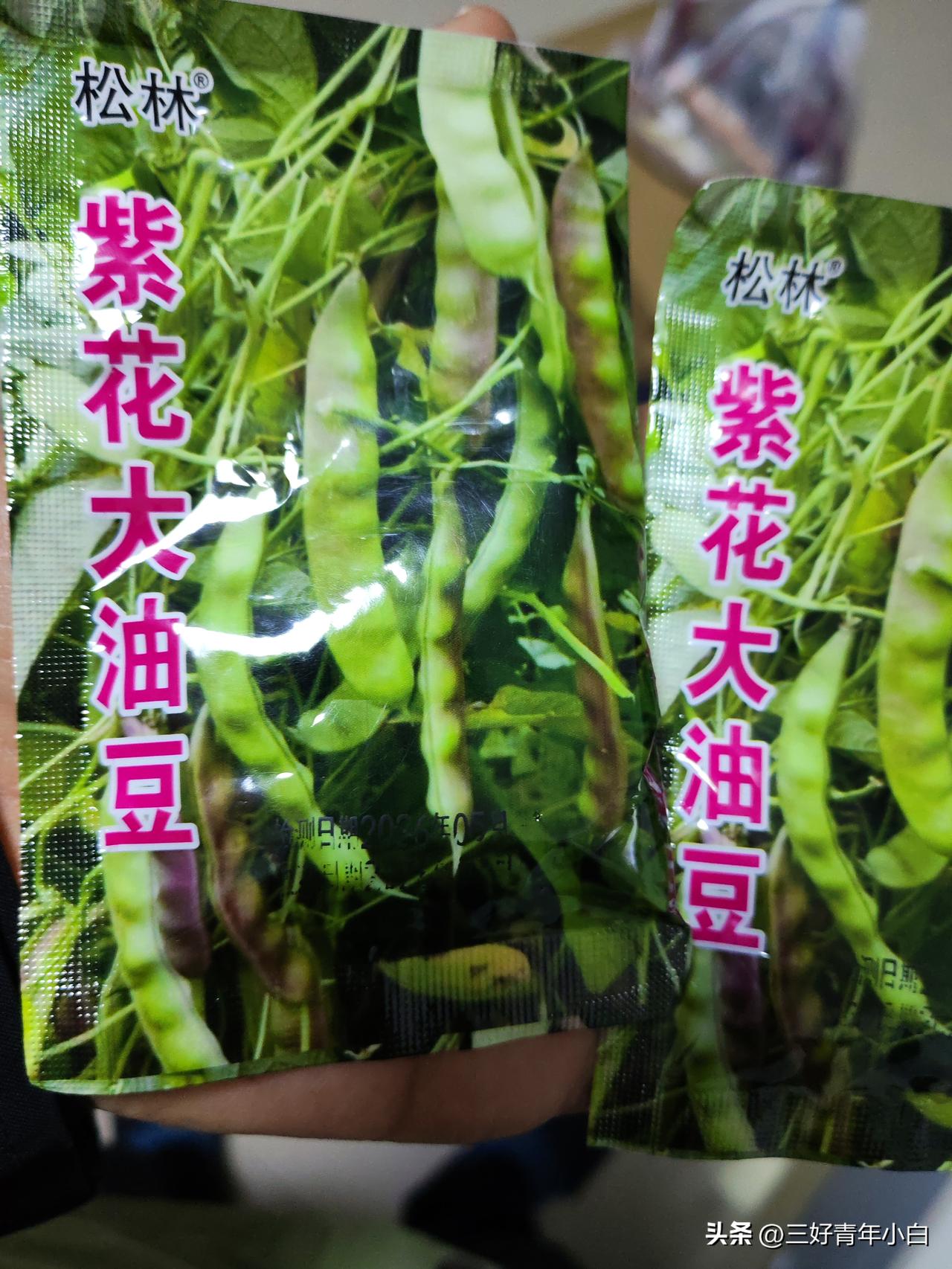 真心话茶局太难了！连着去了三天早市，想买点东北大油豆种子，找了三个早市居然没找到