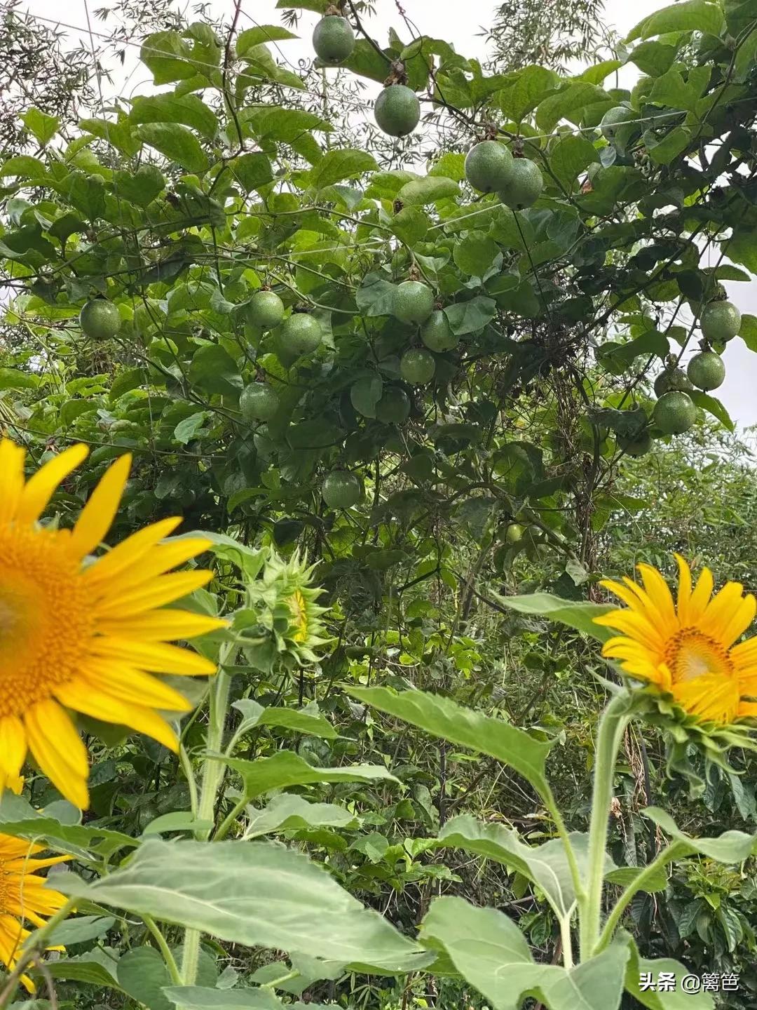 今天谷雨.......
春夏之交，诗歌谷雨。
雨思万物，万物生机。
