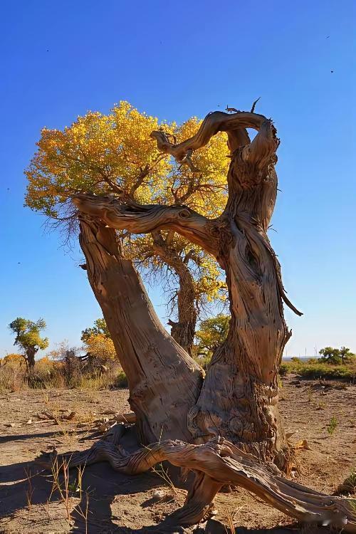 生活就像一首交响曲，有激昂的高潮，也有舒缓的低谷。我们总是急于求成，想要在短时间