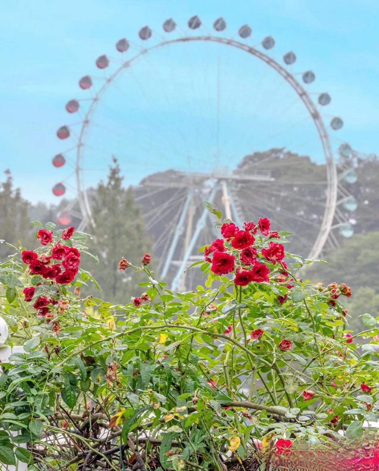 以福宝命名的玫瑰🌹🌹🌹
有的人爱你，就会把你宠上天
管你是不是对浪漫过敏
