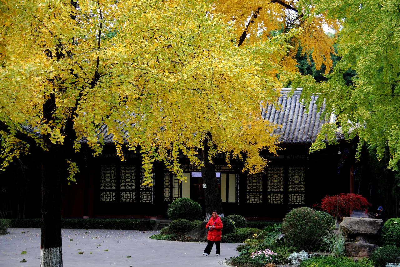 唉，本还说去看看那棵唐代银杏树，结果叶子都落了，这鬼天气！真郁闷！[赞][赞][