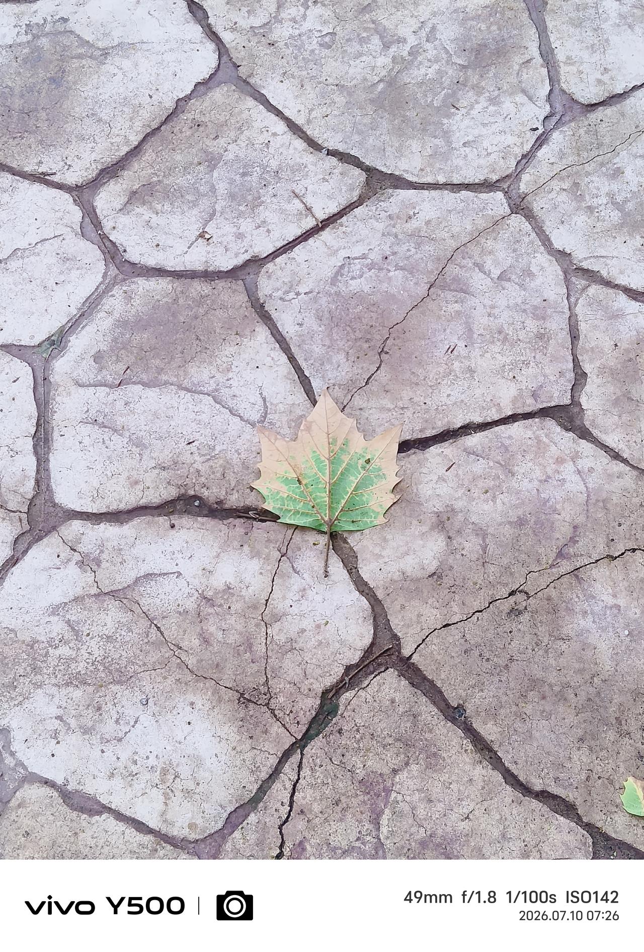 寻着相似的纹理，
树上的叶子来到大地探亲。