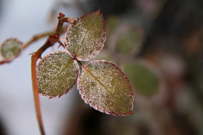 续诗(二)
素衣轻盈映晨光，
独坐案头思悠长。
花影婆娑入梦里，
院内牡丹十里香