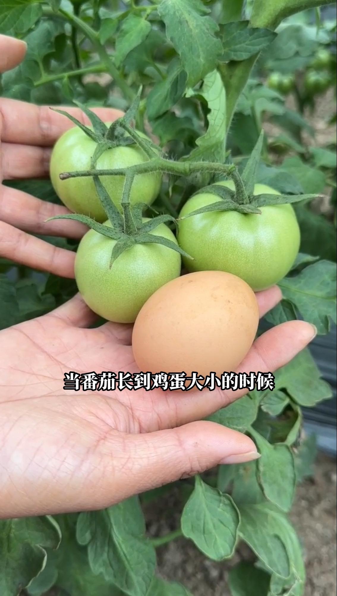 当番茄长到鸡蛋大小的时候，一定要用上这个万能杀菌配方，真菌细菌病毒通通消灭不见病