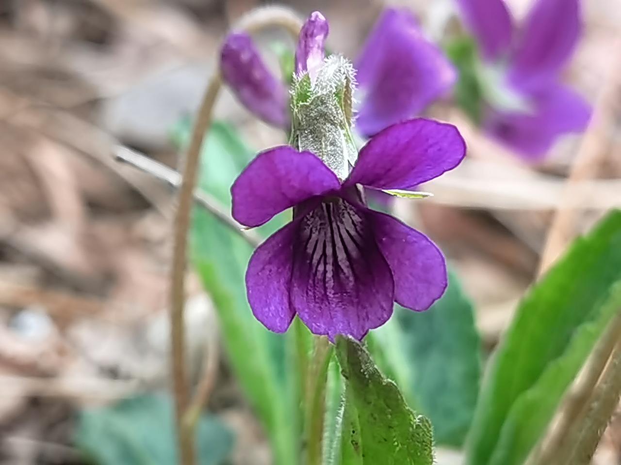 紫花地丁，小巧玲珑的开着。
贴着地皮，接着地气儿，俏生生的。它的紫色，亮丽高雅，