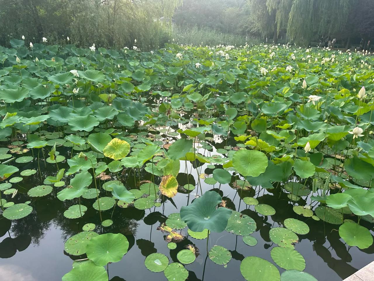 分享一张你相册的花草照片