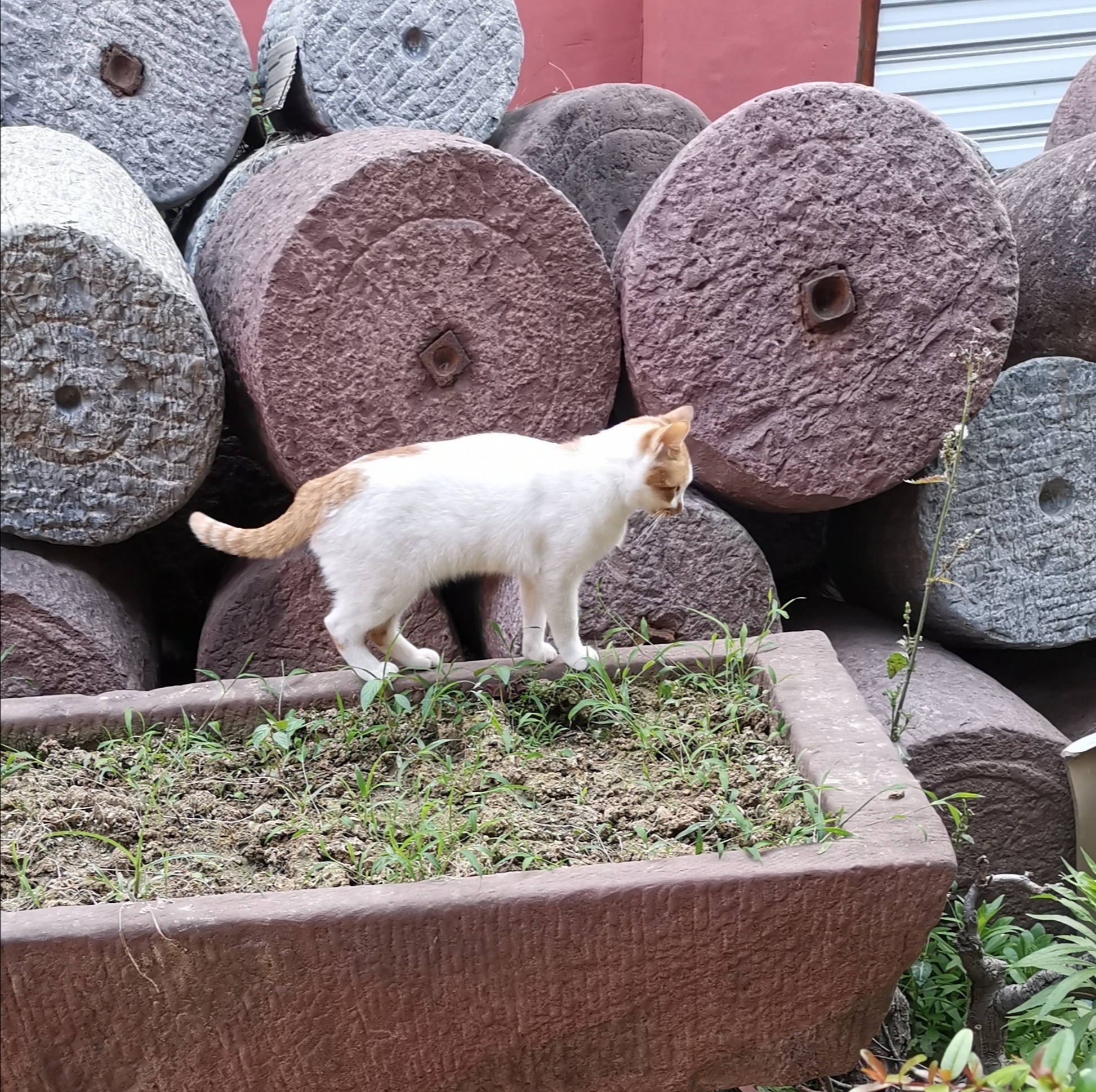 猫宁。今日父亲节，多帅和强弟。一日二猫，今日无洋猫，上张小白，中猫在酣睡。