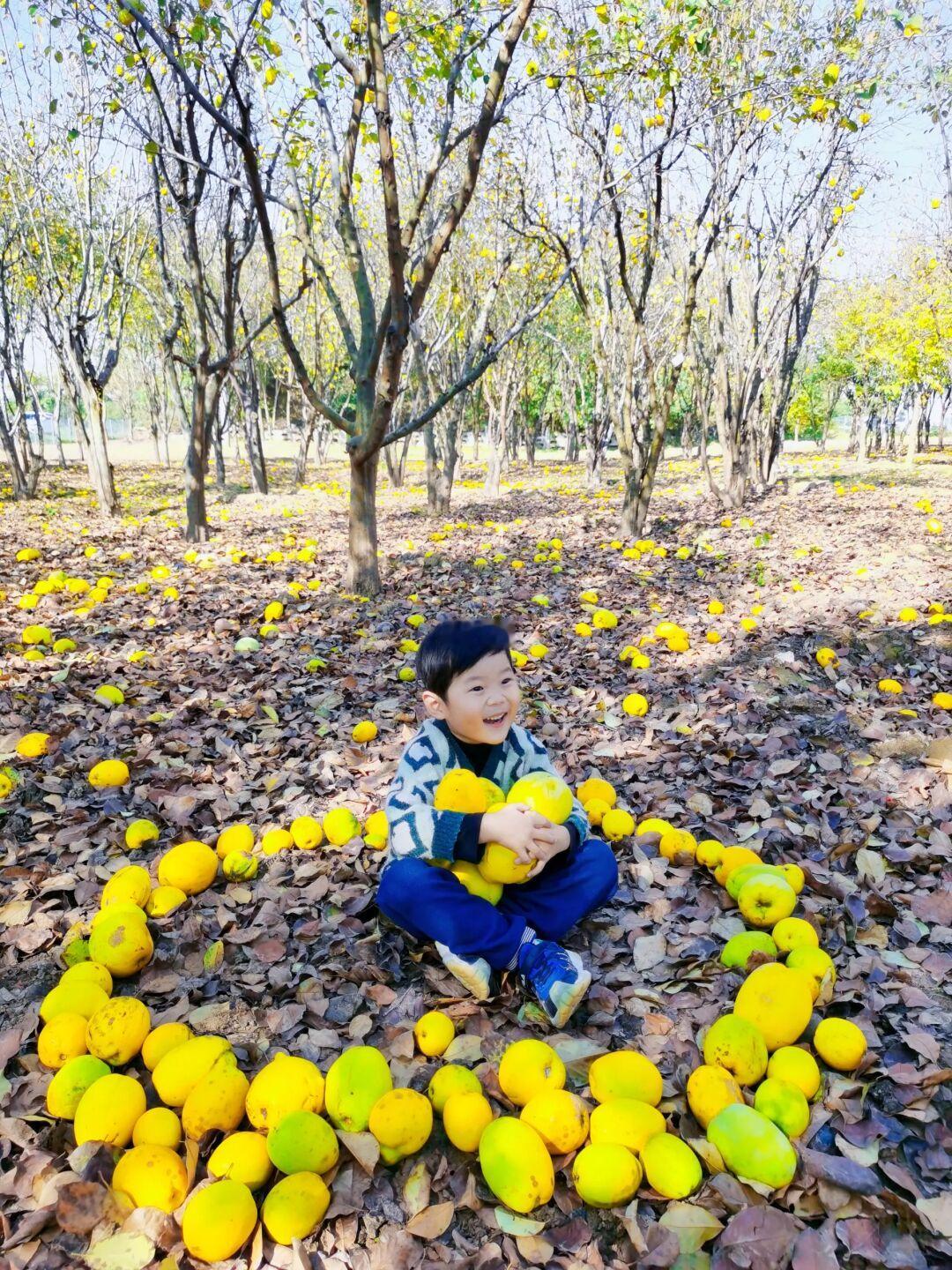 西安免费带娃捡木瓜✅捡不完！真的捡不完！