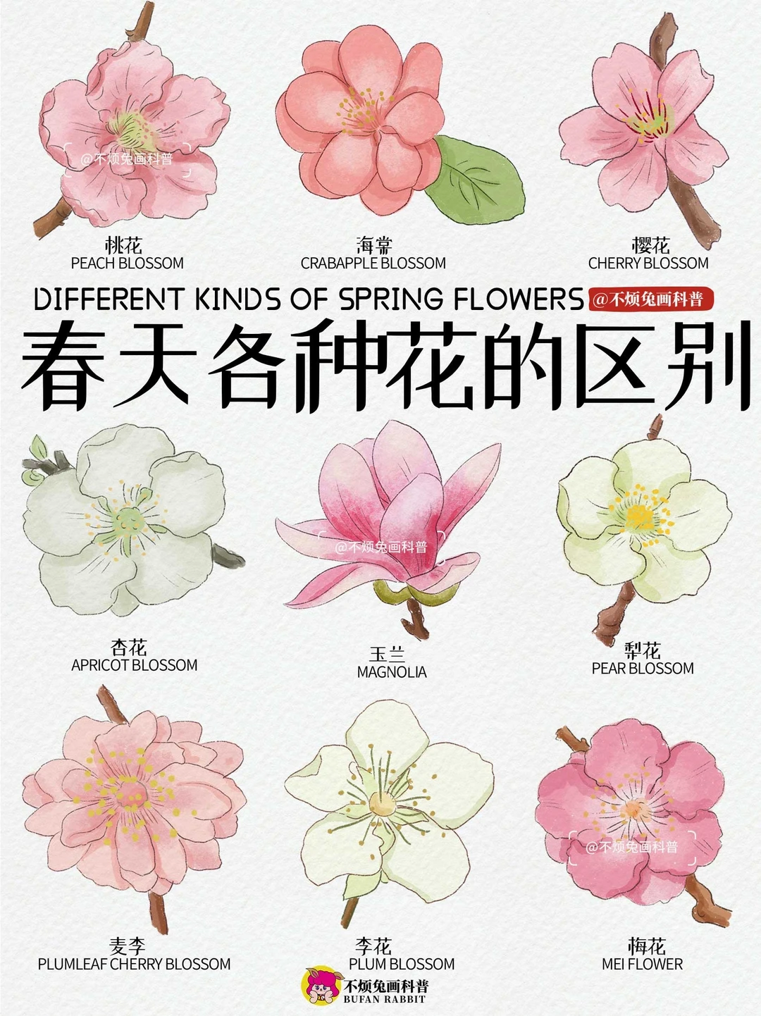 📕春日追花攻略🌸一图看懂春天各种花的区别
