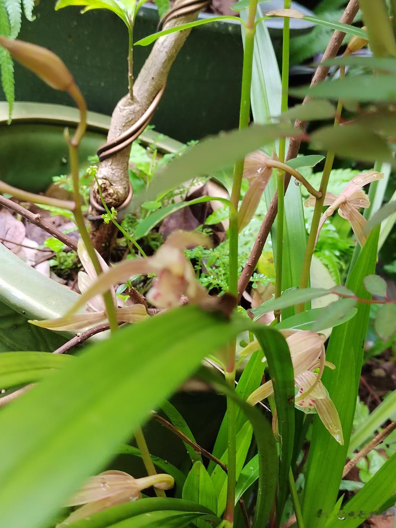 分享一下你随手拍下的照片不经意间树下的兰花又开了。[送自己一朵花]