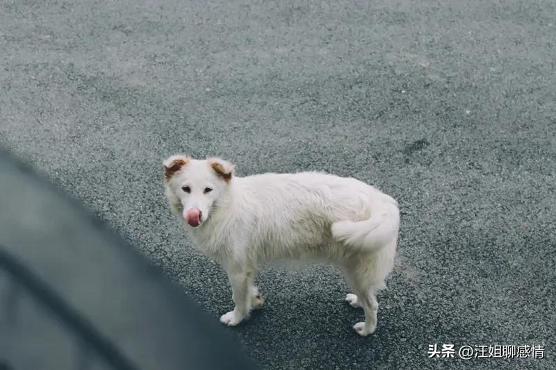 如何防止狗狗咬伤事件的发生?

别一上来就怪狗，得先看懂狗的逻辑。它龇牙，不是坏