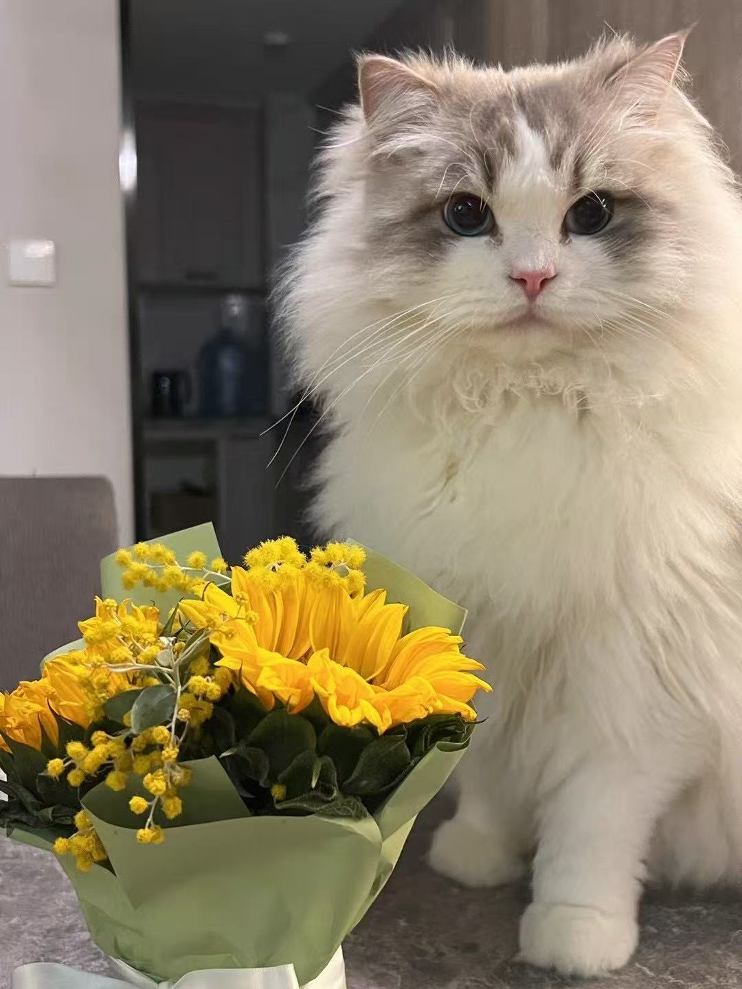 家长因为不能透露的个人原因需要给猫猫重新找家💕蓝山猫弟弟，三岁，已绝育，性格非