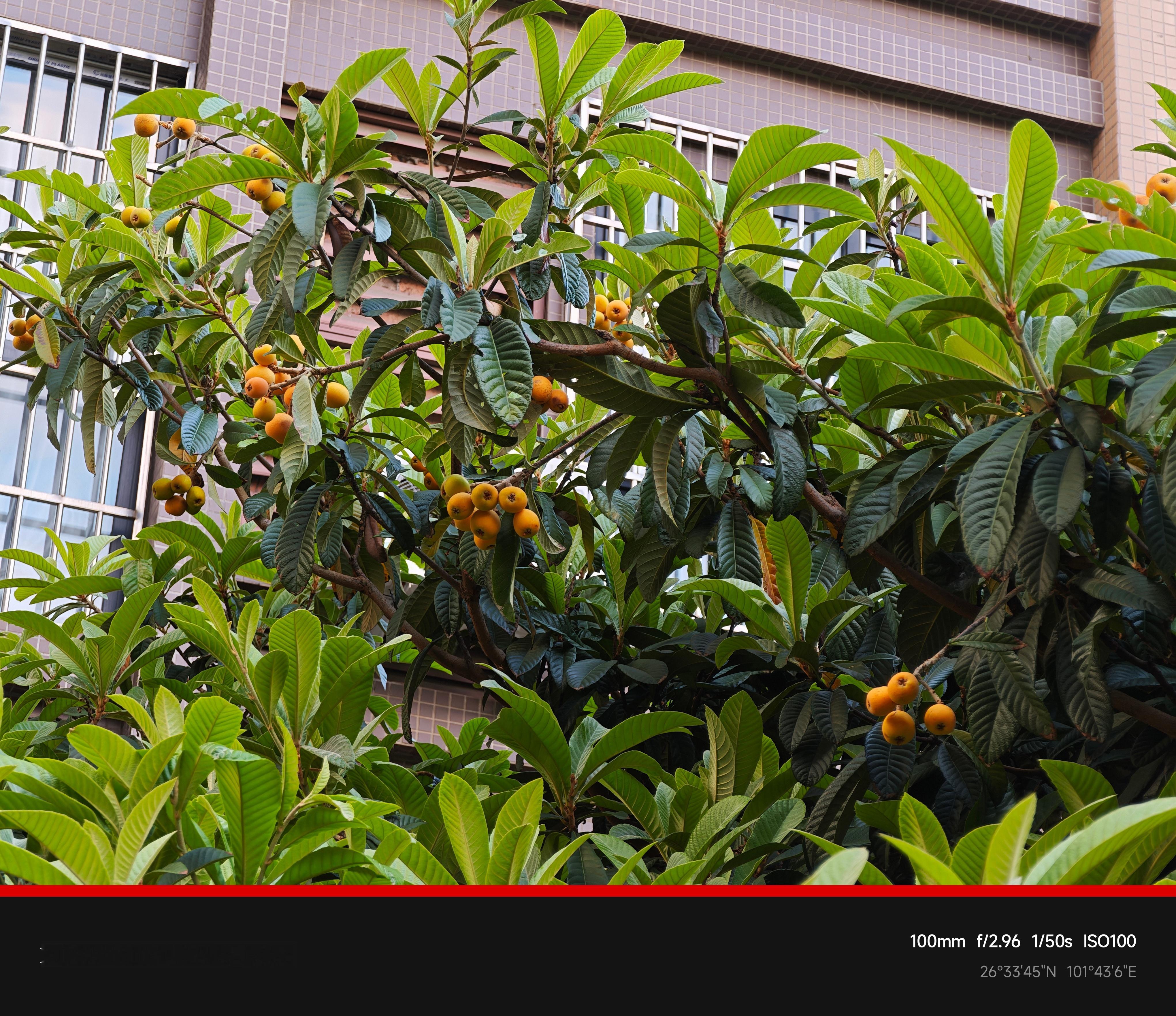 小区的枇杷成熟了，看得我流口水，买了个高空摘果神器，过几天给大家试试