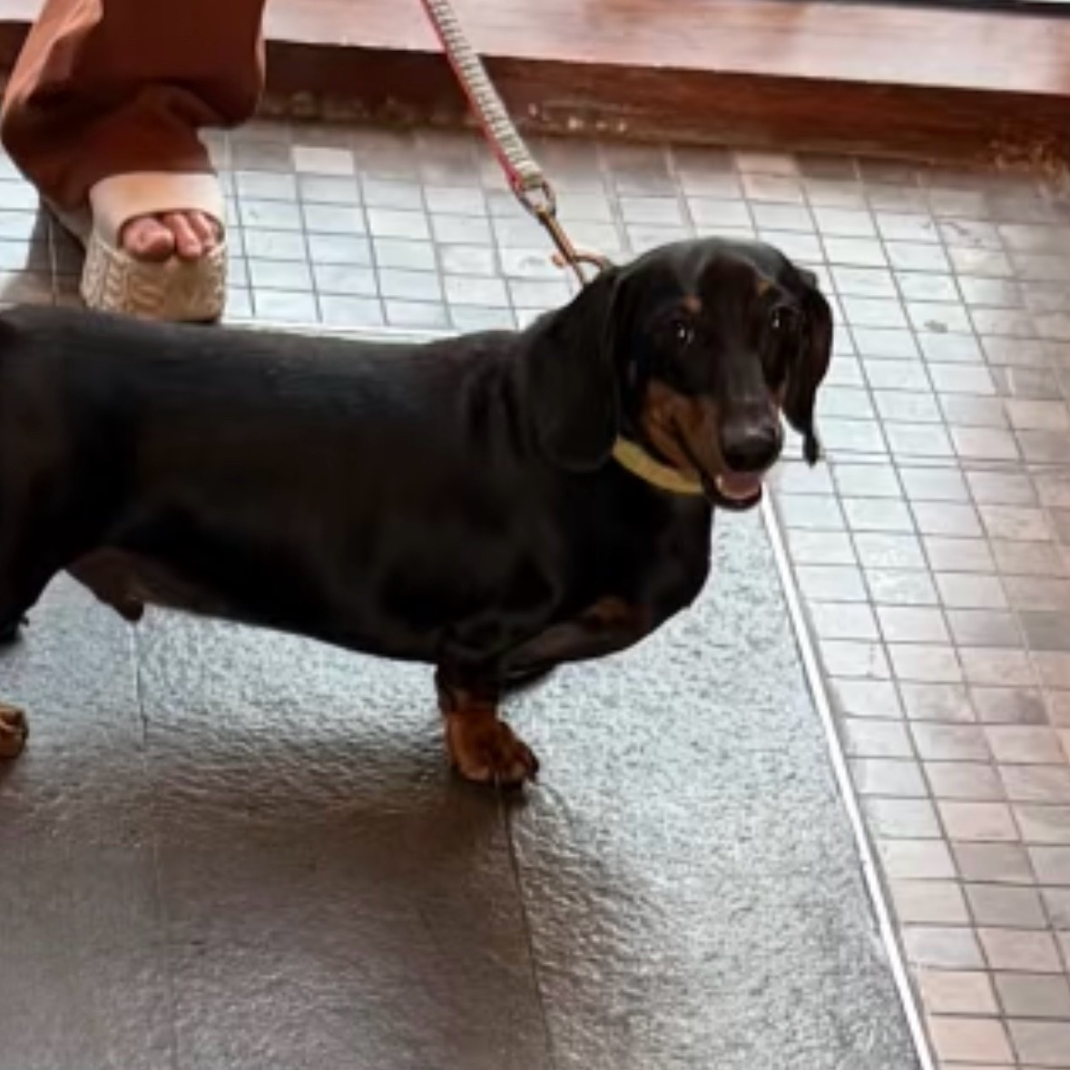 我家两位板凳虎将的雷霆站姿： 