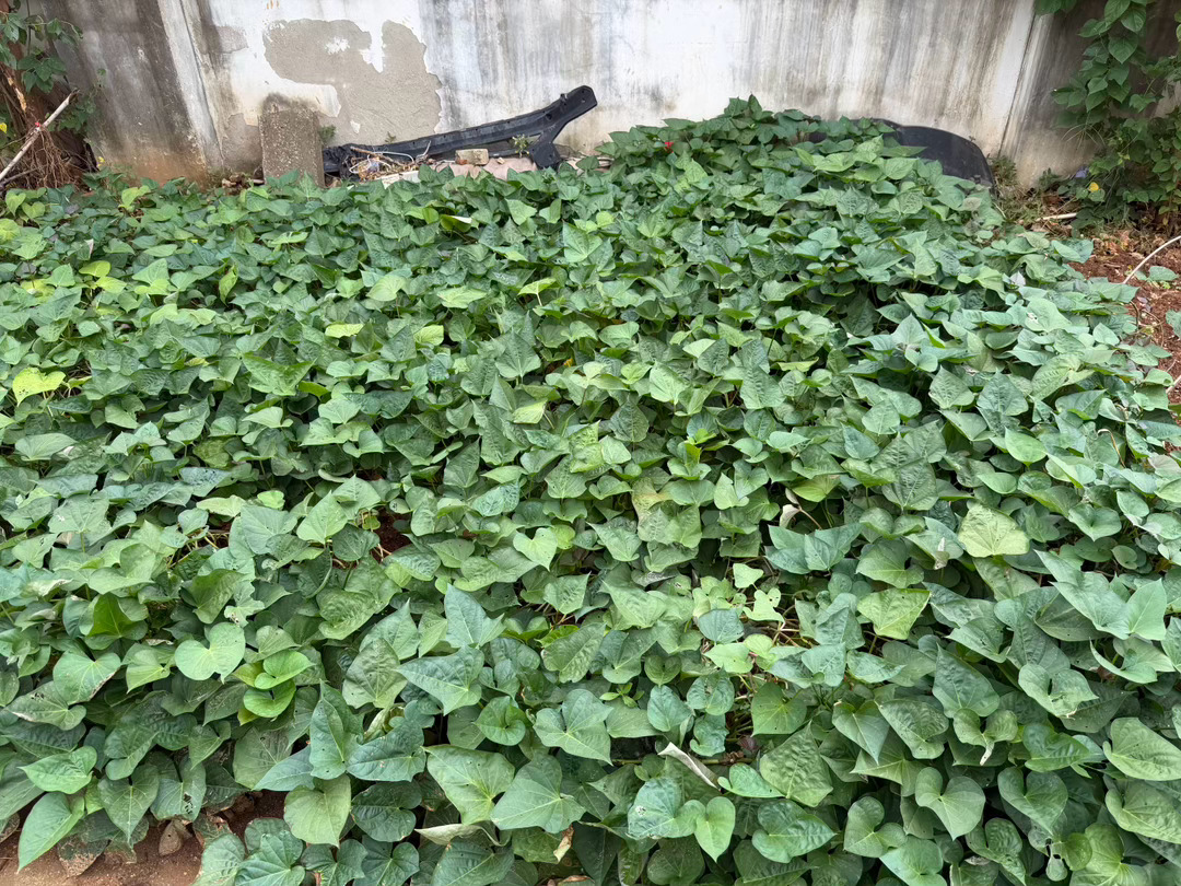 一场秋雨过后，菜园菜长势喜人🌱掐指一算，10月挖红薯大有希望，坐等丰收！  ​