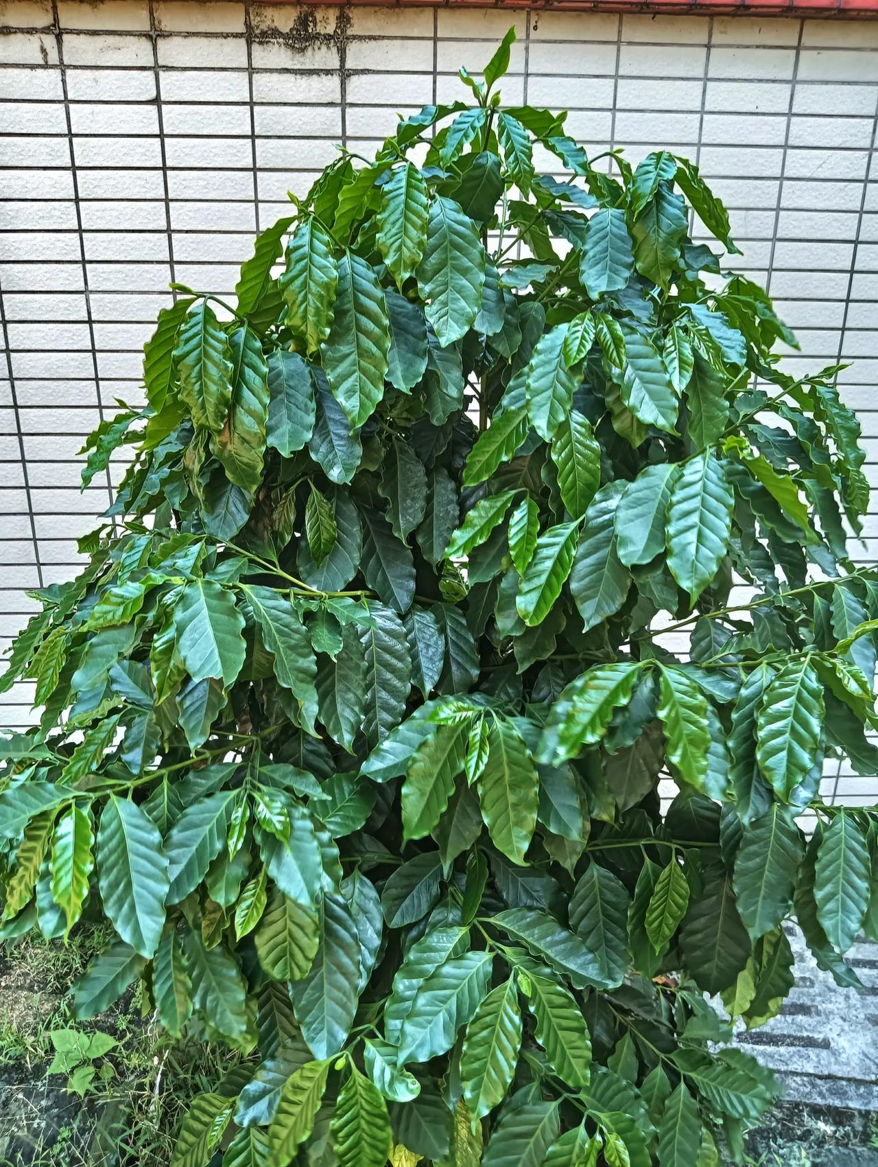 #分享一张喜欢的植物的照片#
自家种植第三棵云南小粒咖啡树仔