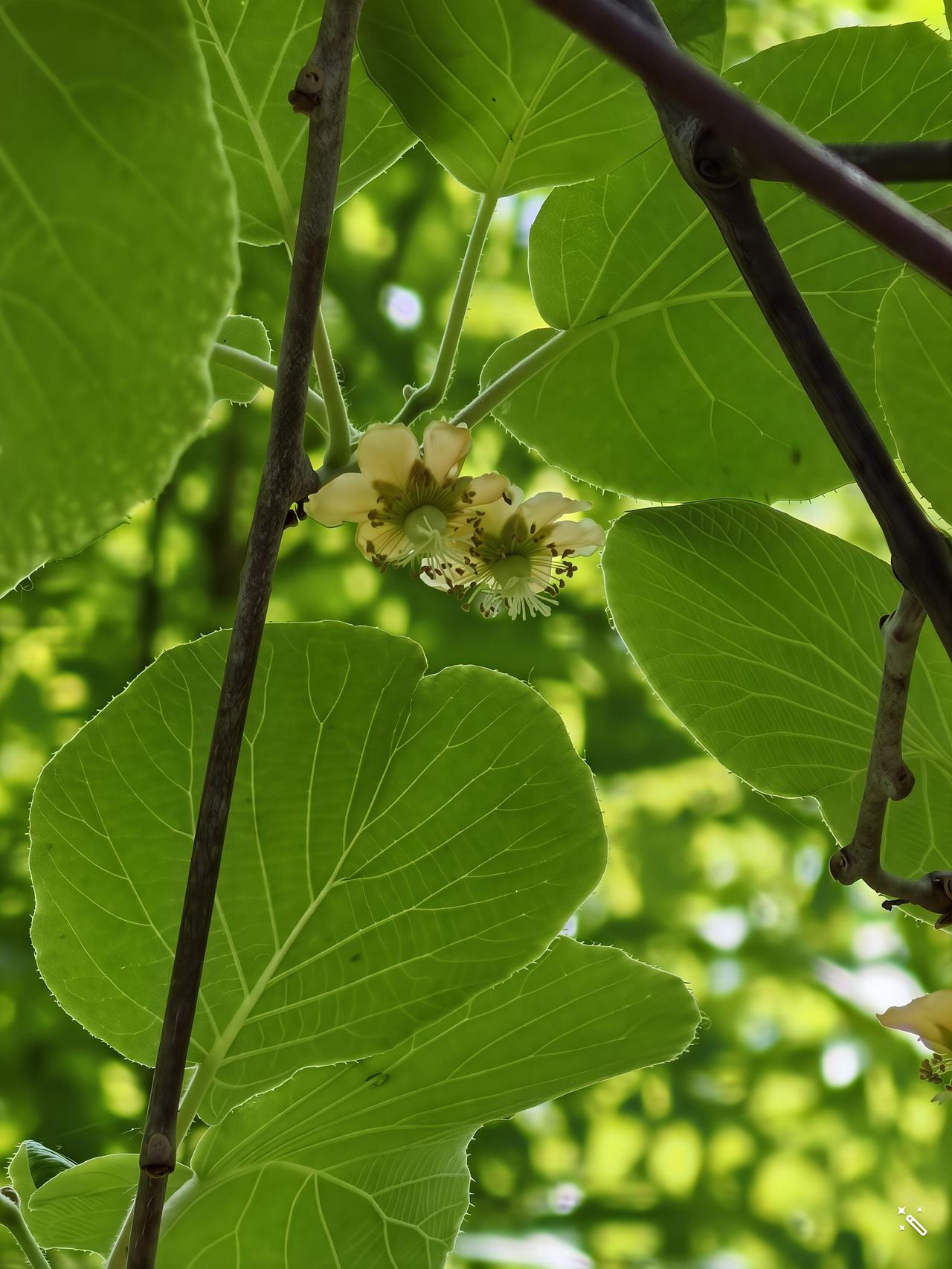 圣人成仙以后，拒不承认自己的缺点与失败。无论他把事情做成什么样，圣人都不觉得这是