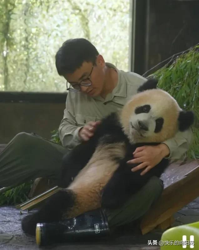 [爱慕]好一个可爱的黏人小熊精呀！芊逸太亲人了，太喜欢黏着奶爸了，一看到奶爸就想