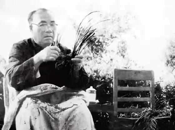 历史老照片分享朱总司令一生酷爱兰花，这张照片是他老人家在家里细心修剪兰花时拍摄的
