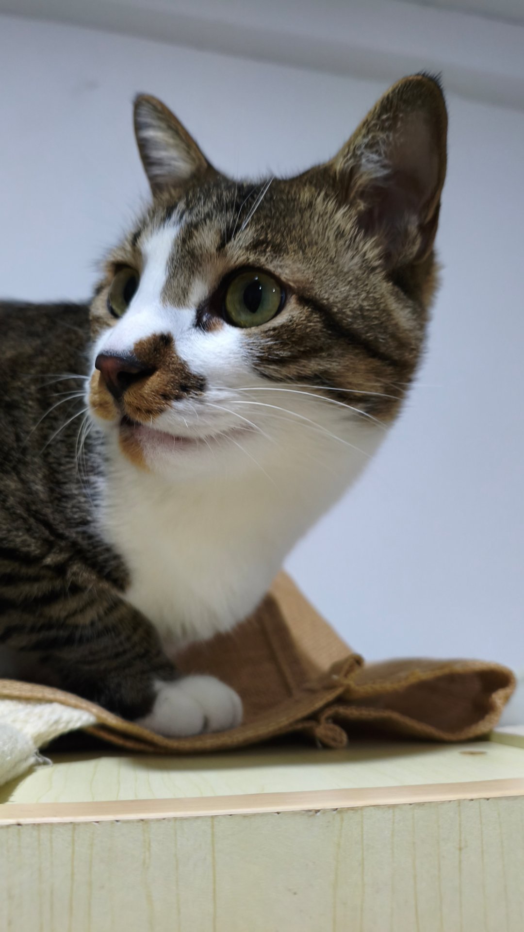 签到咯宝宝们平安夜快乐           