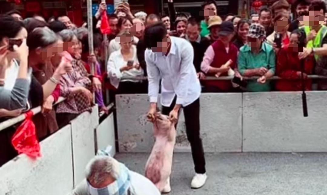 【玉林平政年例男子抓到一头猪晚上就烤吃了】3月18日，玉林平政圩年例捉猪活动，一