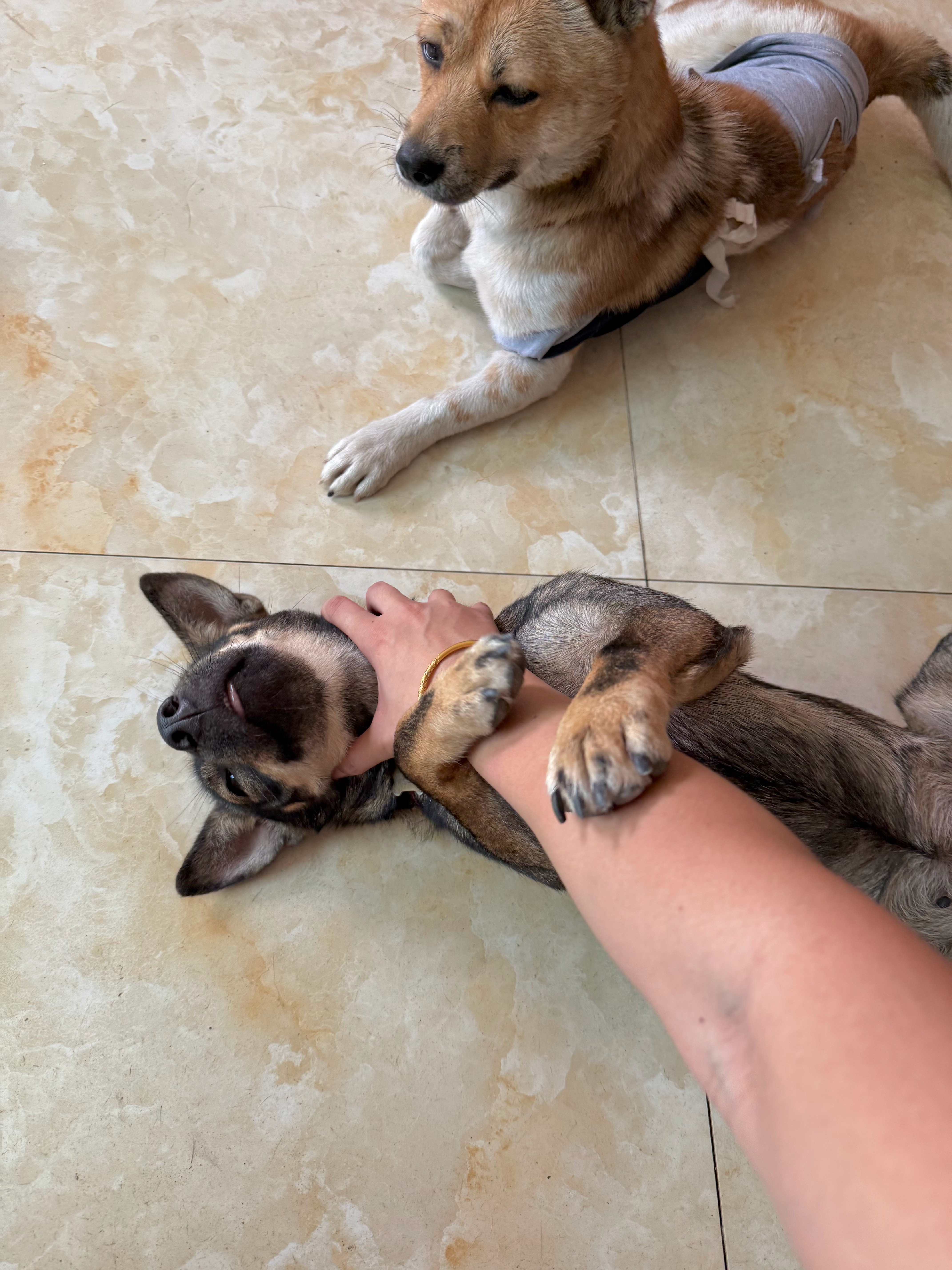 喜欢用他的脏爪子扒拉我，当场制服[坏笑]朱迪🐶&尼克🐕 ​​​