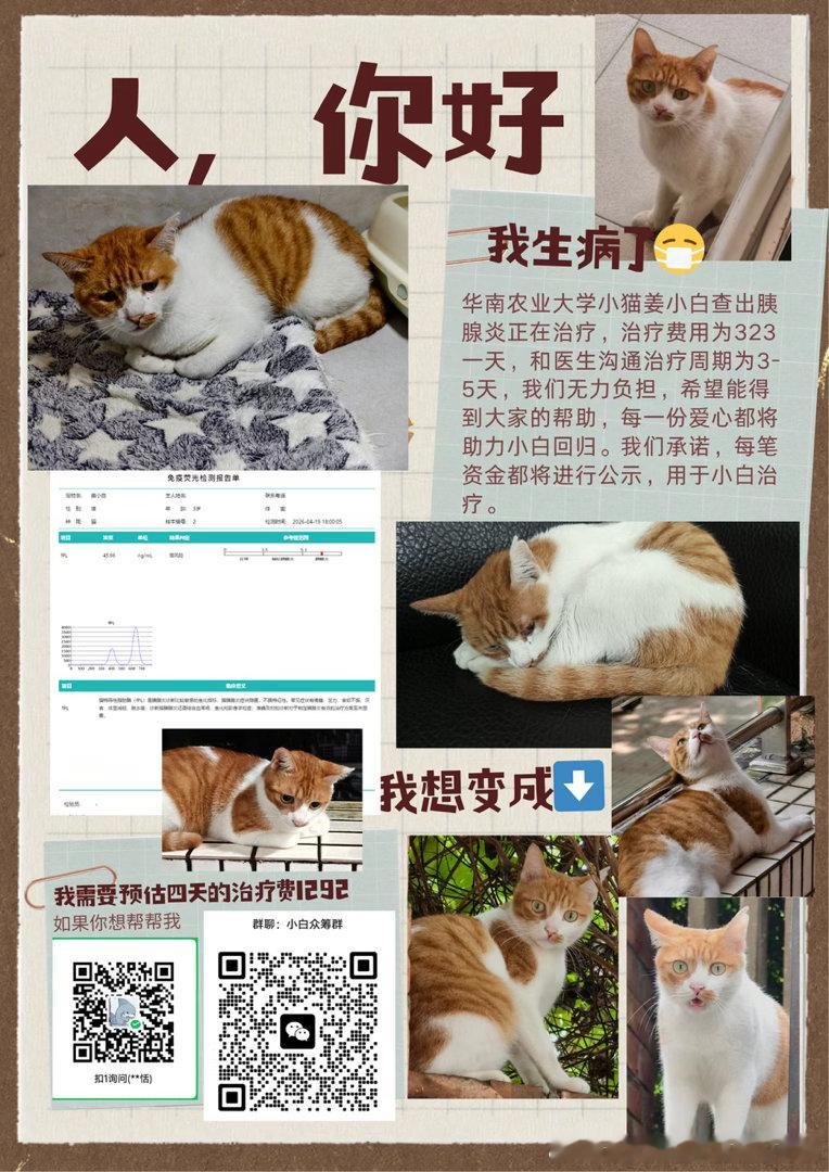 【猫咪众筹】小猫小白因疼痛无力带去医院，查出胰腺炎，目前正在治疗，治疗费用为32
