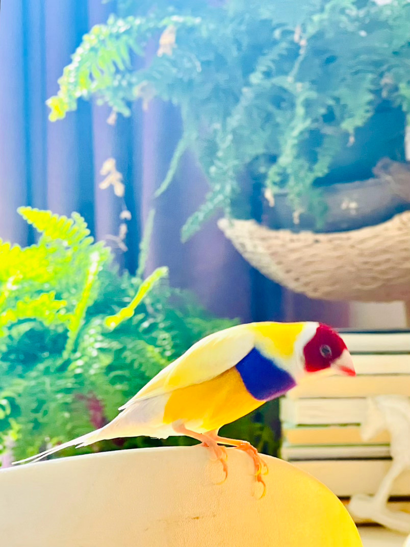 猫宁 仲秋的晨光🦜 ​​​