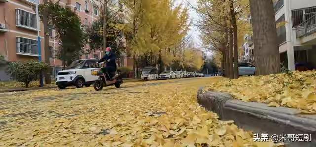 落叶知秋，落难知友，人生不易，且行且珍惜

落叶知秋，落难知友，人生不易，且行且