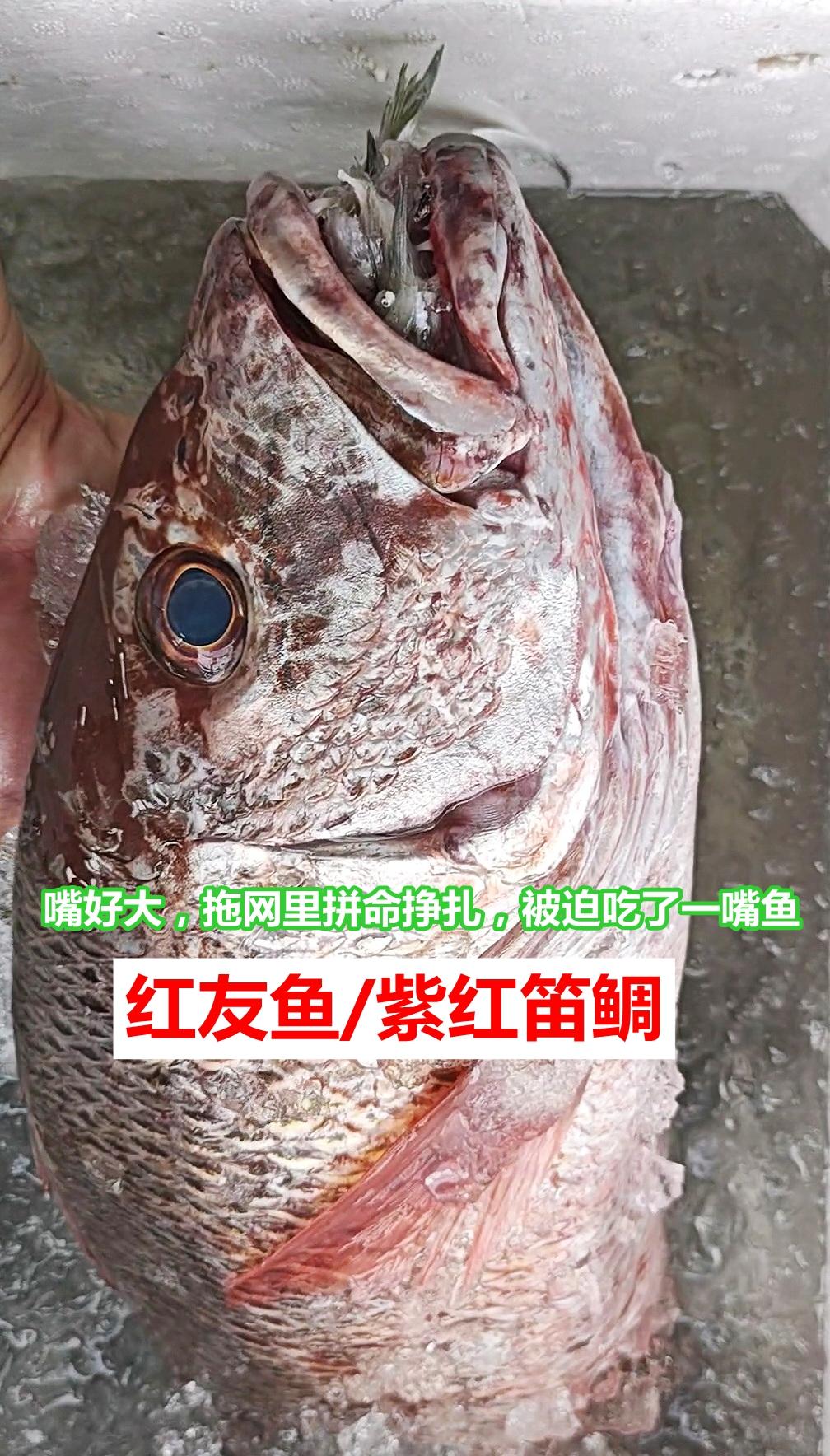 被迫吃了一嘴鱼的大红友（紫红笛鲷）