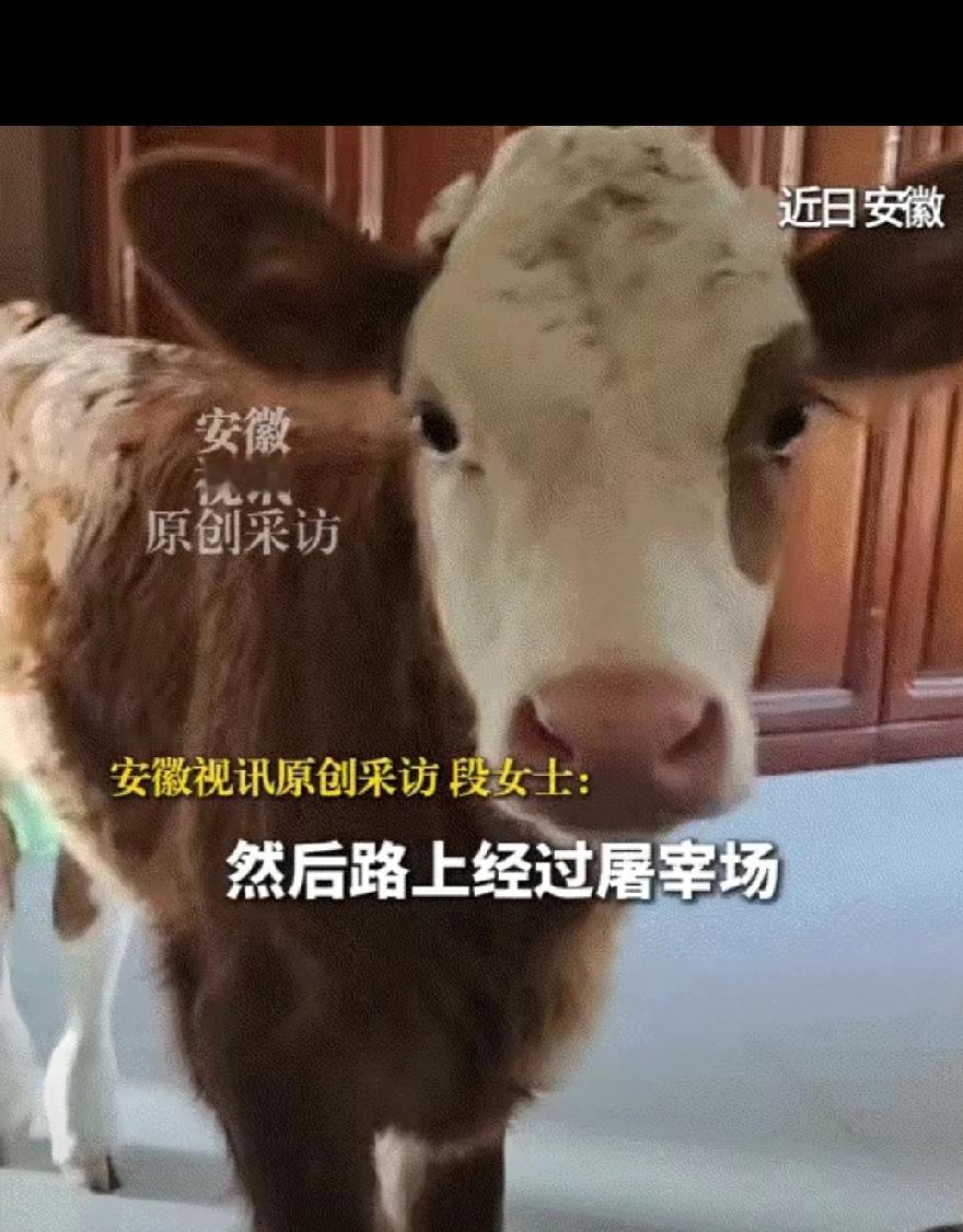 安徽馒头大姐救下弃养小牛，平凡善意藏着最动人的温暖
 
感动了！安徽一卖馒头的大
