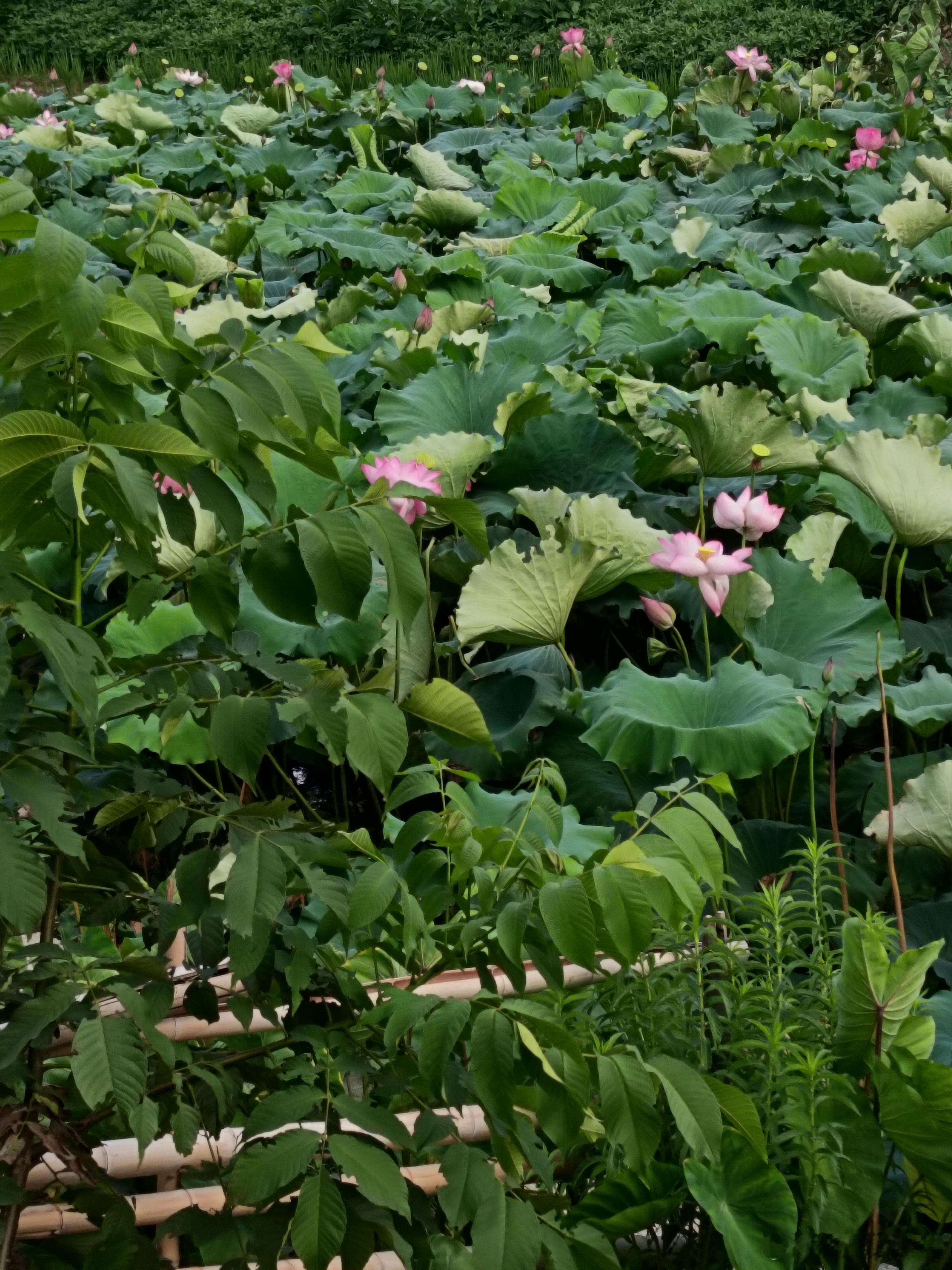 祝福大家新年好！新春新气象，万马奔腾乾满天下！ 