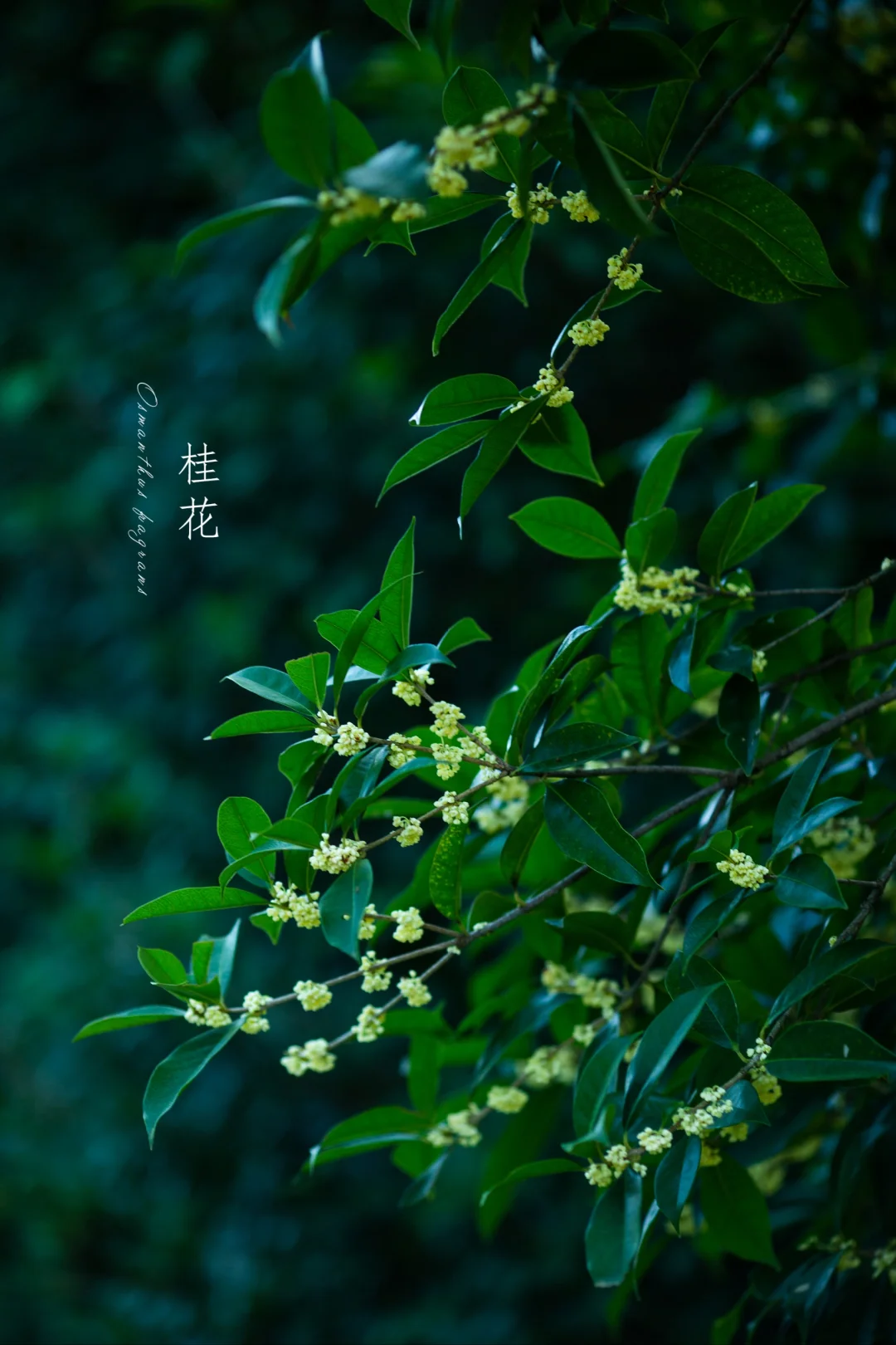 桂花