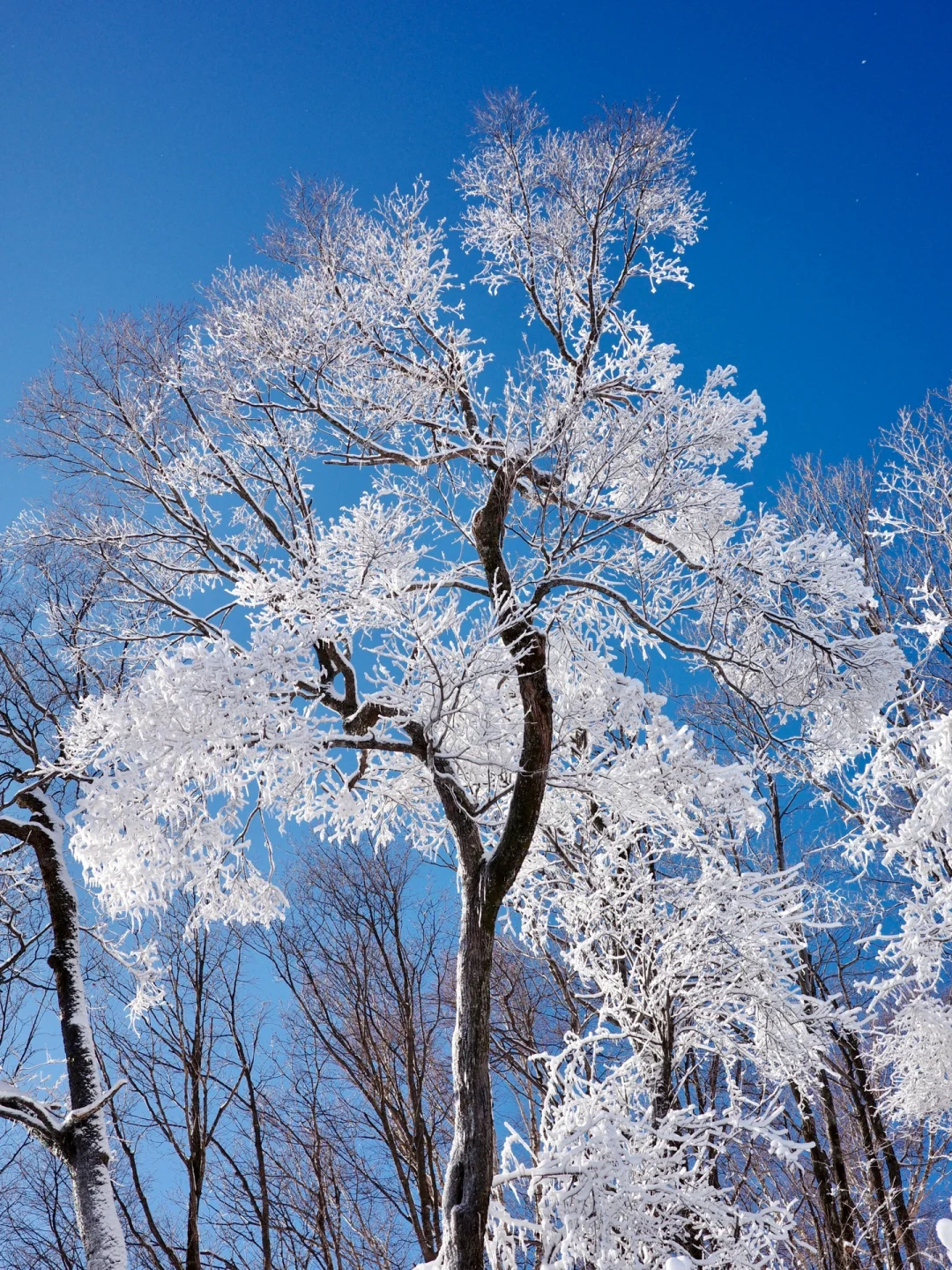 在冬日的落雪之处