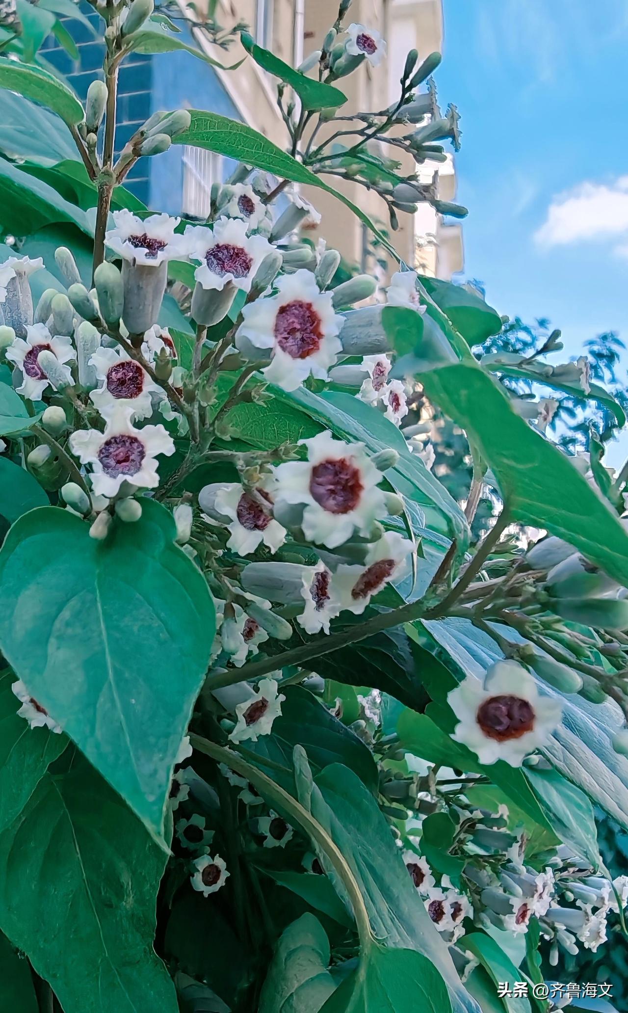 它的特征是：花瓣为白色、花心带有红紫褐色斑纹，花呈圆锥花序簇生，叶片宽大呈卵形。