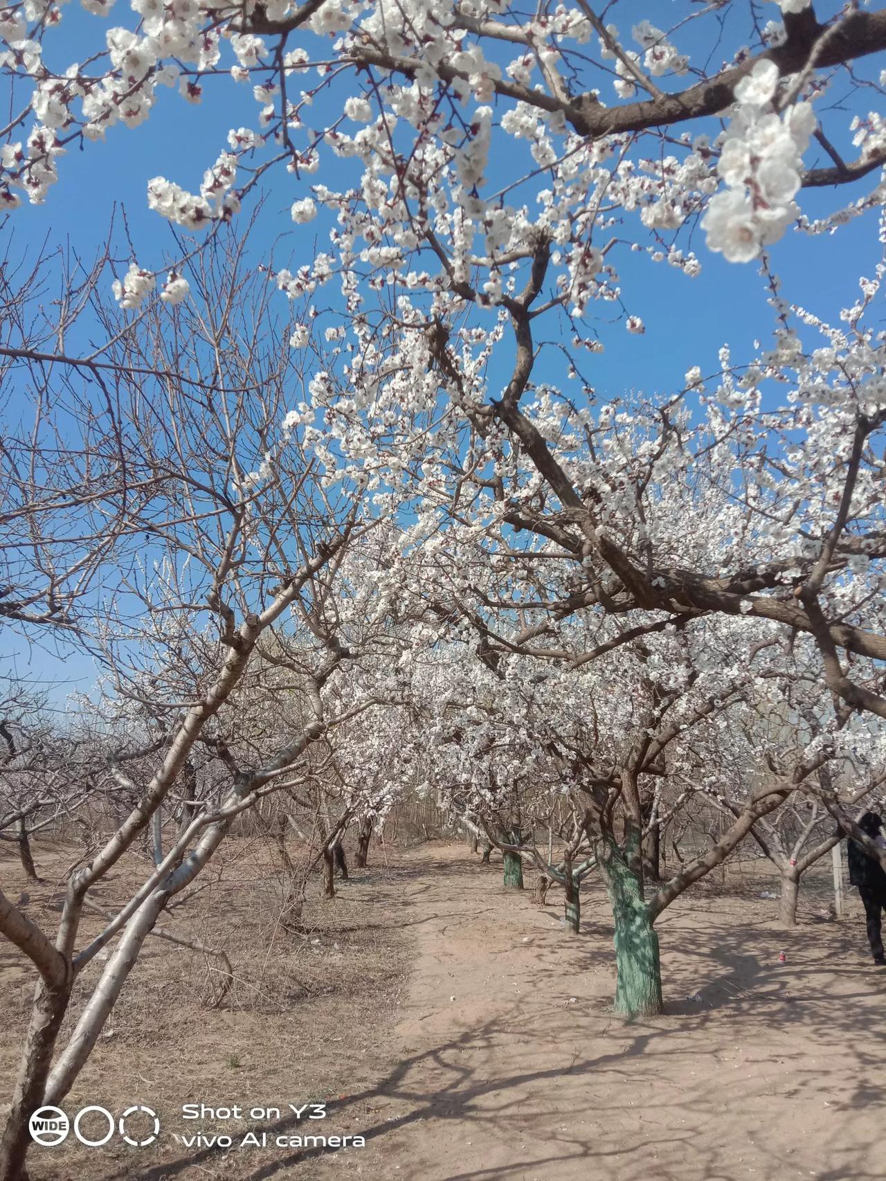 春暖花开，杏花开正当时。
黄河故道旁边的杏花都开了。杏花花海