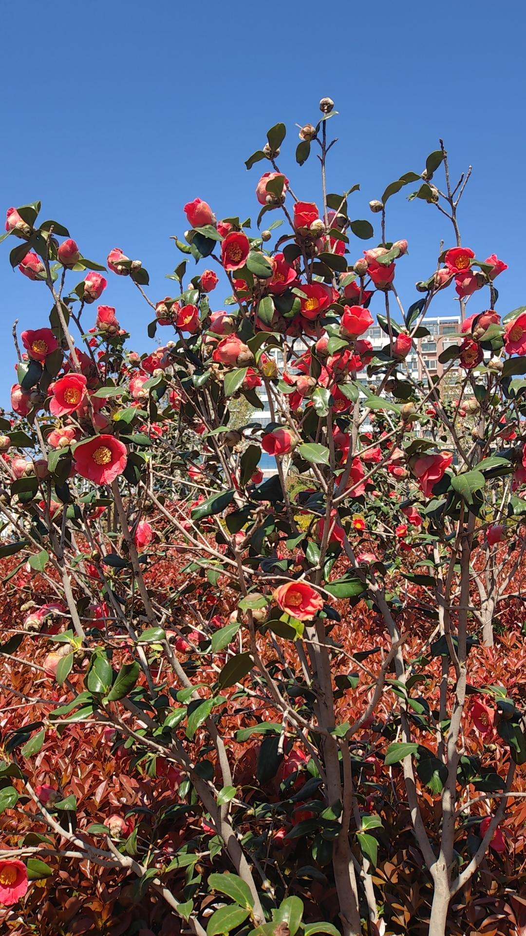 发一张你相册最近拍的花春来花开，美在山东！