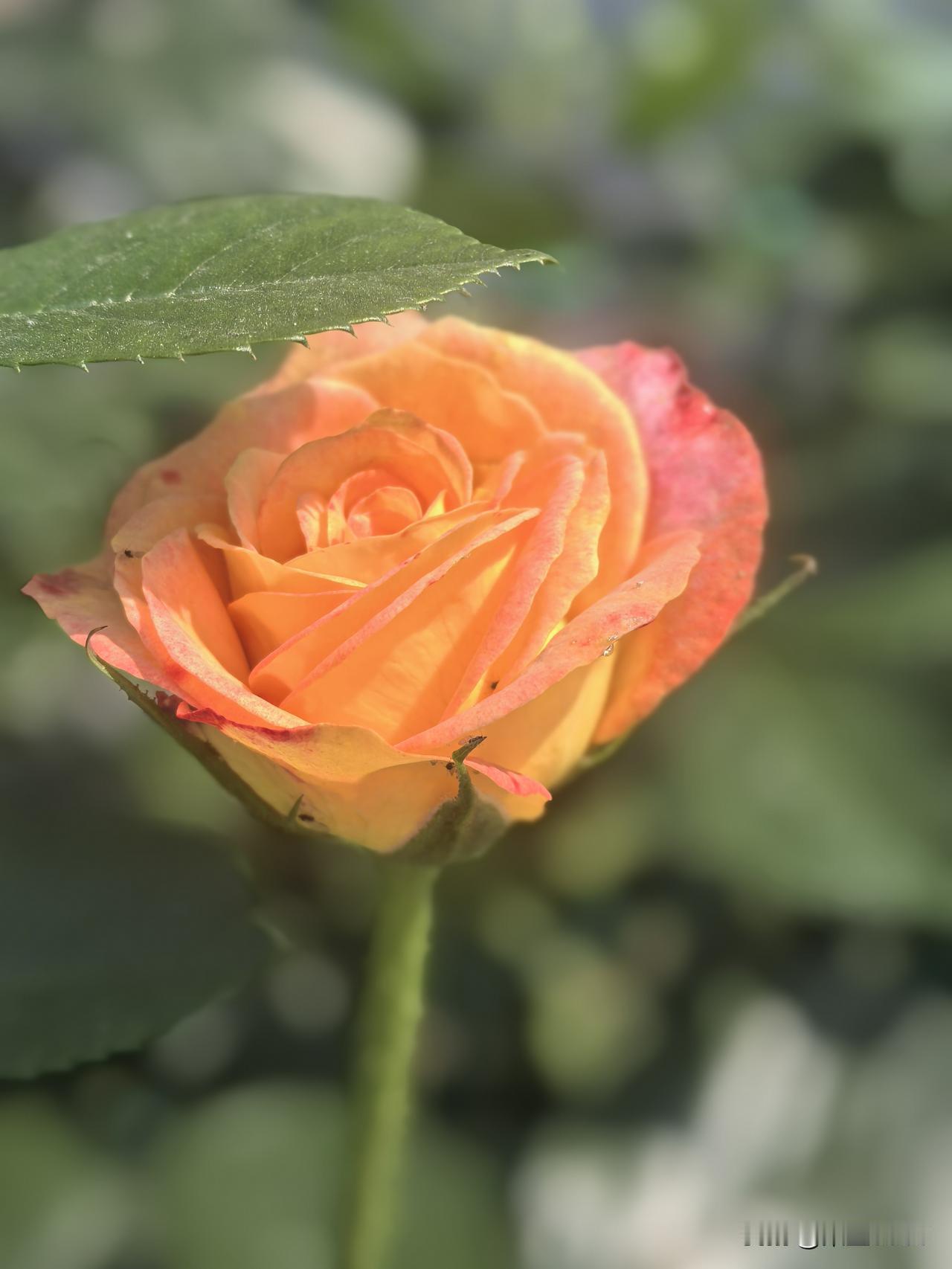 有蔷薇和月季的四月，惊艳了时光。

四月是武汉最美的时日。

如何让我遇见你，在