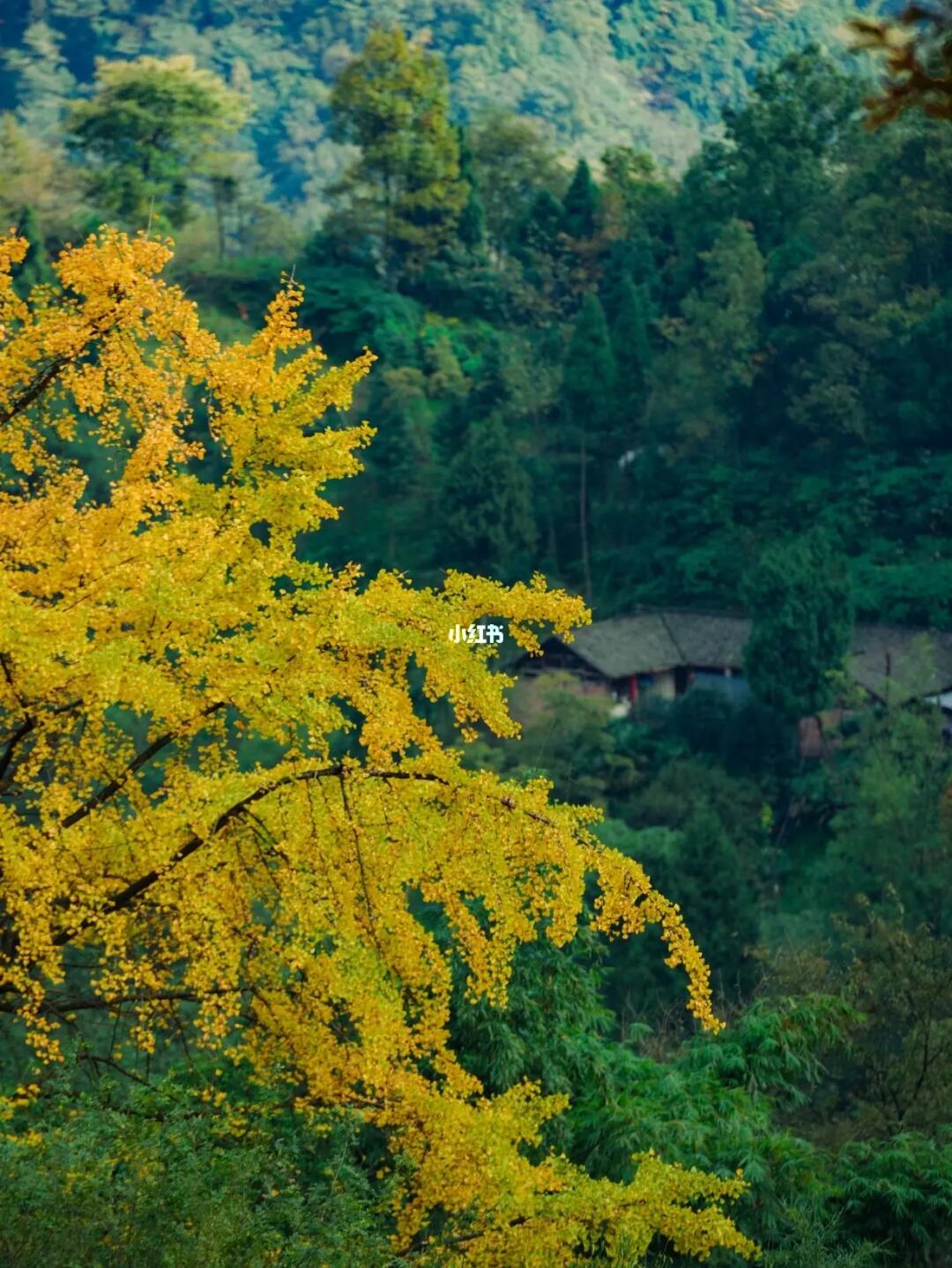 秋意浓！成都这个秘境古村如诗如画