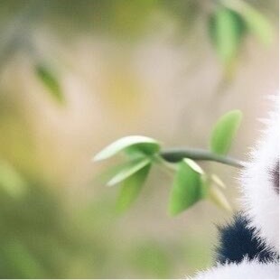 熊猫守护者  💫阳光信用  💫熊猫守护者 “有目标的人，在奔跑；没目标的人，