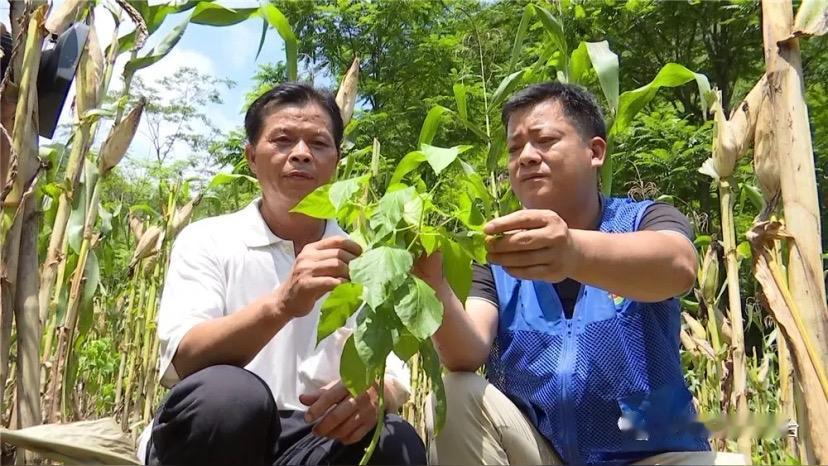 政协出手！隆安小辣椒凭啥逆袭成“富民黄金果”？

谁能想到，广西隆安县的一颗颗小