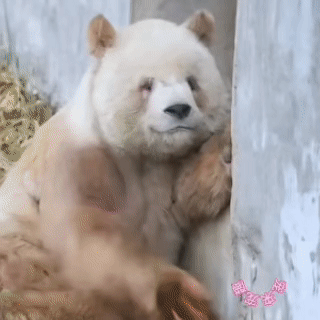 聊天必备表情包第700弹黑白小丸子 ​​​（拿图吱声） ​​​